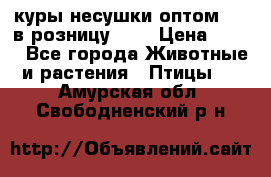 куры несушки.оптом 160 в розницу 200 › Цена ­ 200 - Все города Животные и растения » Птицы   . Амурская обл.,Свободненский р-н